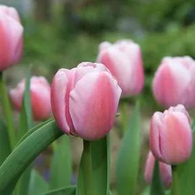 Ollioules Tulip (Tulipa Ollioules) Img 1